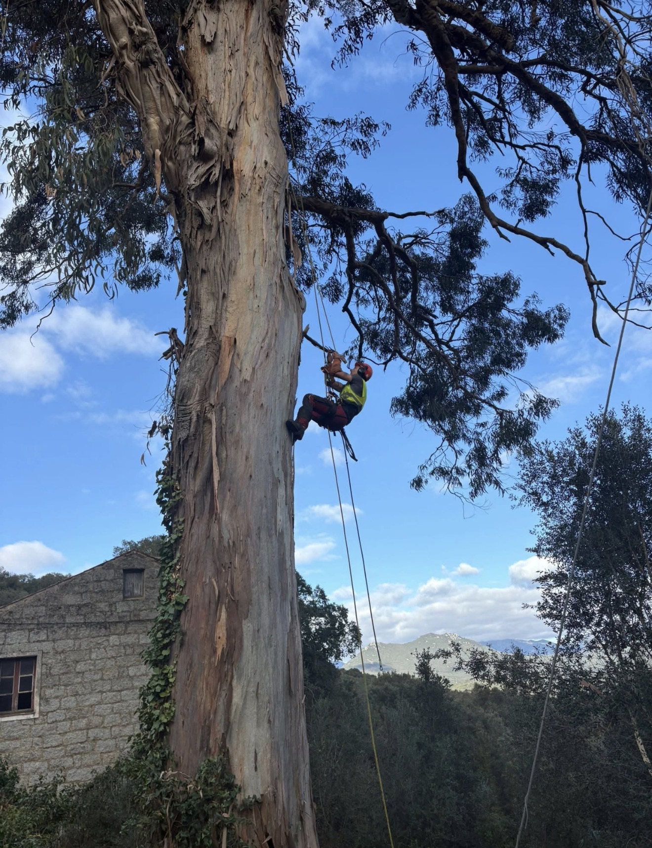 Élagueur dans un arbre